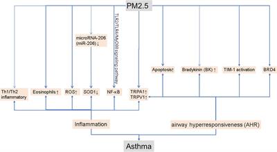 The relationship between PM2.5 and the onset and exacerbation of childhood asthma: a short communication